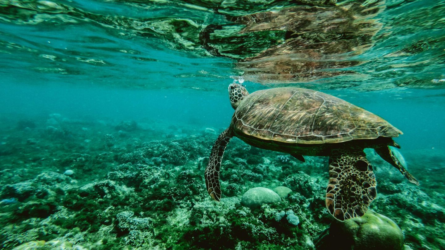 Sea turtle swimming along a reef.