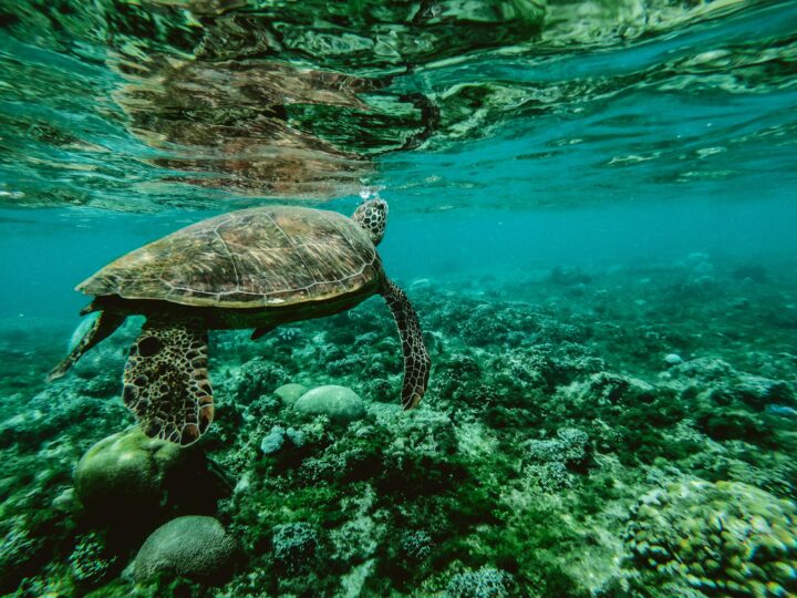 Sea turtle swimming along a reef.