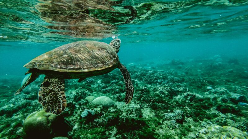 Sea turtle swimming along a reef.